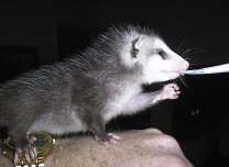 Oppy The Oppossum