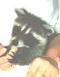 raccoon1.jpg