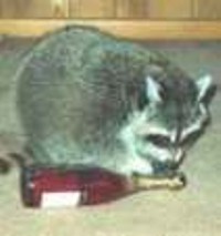 raccoon2.jpg