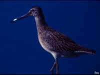 dowitcher.jpg (13969 bytes)