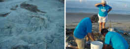 (Left) the body pit for nest 2
(Right) Jane, Andra and Leon relocating 146 eggs.