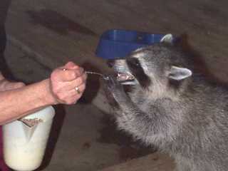 Spoon a coon on Mom sues