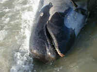 whale2.jpg (84108 bytes)