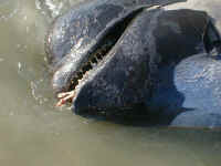 whale3.jpg (75393 bytes)