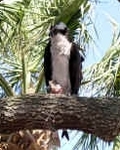 osprey_feeding.jpg (394784 bytes)