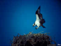 ospreyl.jpg (19047 bytes)