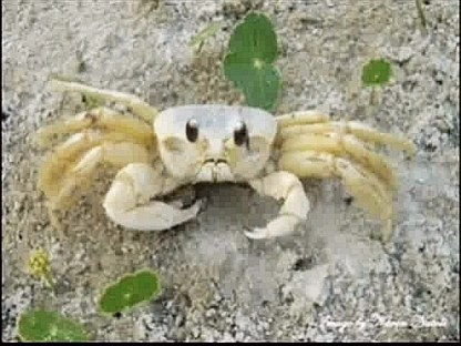 Atlantic Ghost Crab

(Ocypode quadrata)