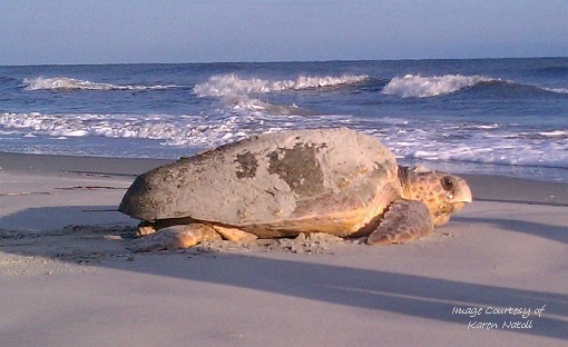 Photo by Karen Natoli taken at sunrise as turtle returned to the sea after nesting on May 19,2012.