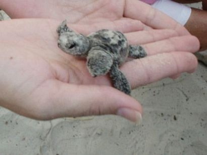 Two Headed loggerhead turtle hatchling.