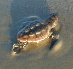 Fripp Island Turtle