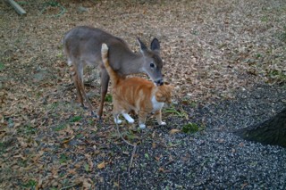 2003deer07.jpg