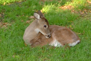 2003deer08.jpg