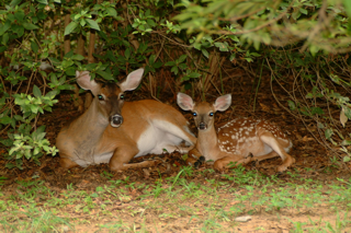 2003deer08.jpg