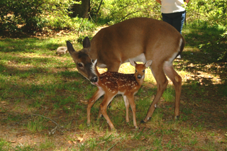2003deer08.jpg