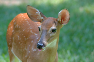 2003deer08.jpg