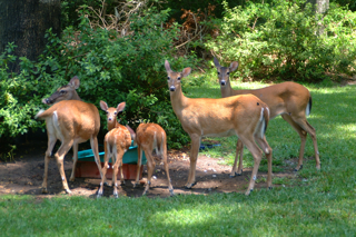 2003deer08.jpg