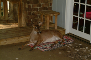 2003deer08.jpg