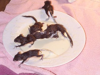These 6 Baby Squirrels Accidentally Got Into a 'Rat King' Situation :  ScienceAlert