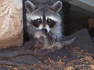 raccoon13.jpg