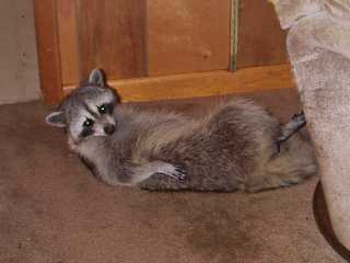 raccoon14.jpg
