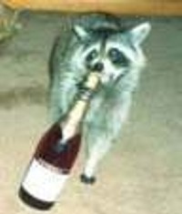 raccoon3.jpg