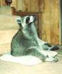 raccoon7.jpg