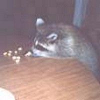 raccoon9.jpg