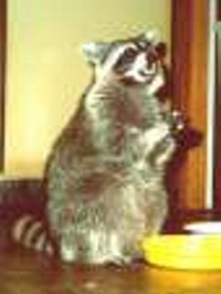 racoon-1.jpg