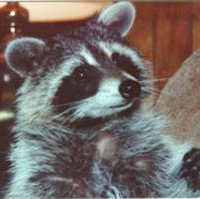 racoon-2.jpg