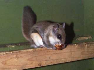 squirel16.jpg