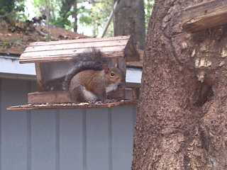 squirel17.jpg