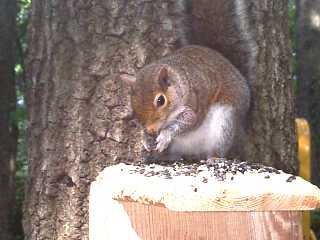 squirel18.jpg