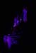 Cinderella's Castle at Night